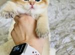 Aurora - Scottish Fold Cat For Sale - Atlanta&comma; GA&comma; US