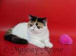 Katya - Exotic Cat For Sale - Yucca Valley&comma; CA&comma; US