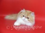 Samanta - Persian Cat For Sale - Yucca Valley&comma; CA&comma; US