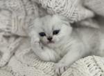 Spade - Scottish Fold Cat For Sale - Houston&comma; TX&comma; US