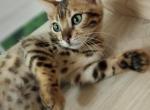 Elion - Bengal Cat For Sale - Glendale&comma; CA&comma; US