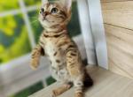 Elina - Bengal Cat For Sale - Glendale&comma; CA&comma; US