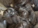 CANADA X XAIER LITTER Blue Polydactyl - Maine Coon Cat For Sale - Crestview&comma; FL&comma; US