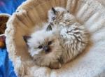 Taye's March 12th  Litter - Ragdoll Cat For Sale - Attica&comma; MI&comma; US