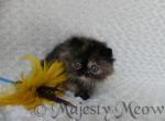 Tara - Persian Cat For Sale - Yucca Valley&comma; CA&comma; US
