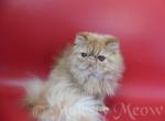 Sanny - Persian Cat For Sale - Yucca Valley&comma; CA&comma; US