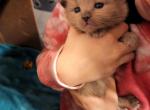 Trixie Spring Litter - Ragdoll Cat For Sale - Attica&comma; MI&comma; US