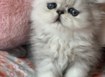 Jordan - Persian Cat For Sale - Fort Worth&comma; TX&comma; US