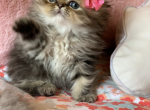 Eloise - Persian Cat For Sale - Fort Worth&comma; TX&comma; US