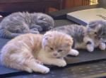Scottishfold Kittens - Scottish Fold Cat For Sale - Jobstown&comma; NJ&comma; US