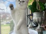 Silver Shaded British Shorthair girl Lissa - British Shorthair Cat For Sale - NY&comma; US