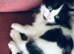 Spotty - Scottish Straight Cat For Sale - WI&comma; US