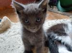 Male Polydactyl Straight Eared Scot Fold - Scottish Straight Cat For Sale - Mokelumne Hill&comma; CA&comma; US