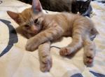 Red Polydactyl Manx Male 2 - Manx Cat For Sale - Mokelumne Hill&comma; CA&comma; US