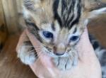 Boy1 - Bengal Cat For Sale - Macon&comma; MO&comma; US