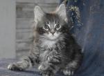 Genesis  3 ML - Maine Coon Cat For Adoption - Manchester&comma; NH&comma; US