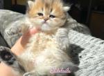 Golden British kitten - British Shorthair Cat For Sale - Thornton&comma; CO&comma; US