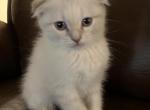 Luka Blue eyes - Scottish Fold Cat For Sale - Denver&comma; CO&comma; US