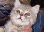 Sid - Scottish Fold Cat For Sale - Denver&comma; CO&comma; US