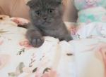 MINIATURE teacup  Blue Fold male - Scottish Fold Cat For Sale - Grand Rapids&comma; MI&comma; US