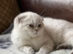Felina ScottishFold - Scottish Fold Cat For Sale - Sacramento&comma; CA&comma; US