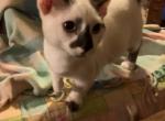 Andy - Munchkin Cat For Sale - FL&comma; US