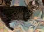 Genetta Simon - Bengal Cat For Sale - FL&comma; US