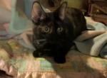 Penelope - Munchkin Cat For Sale - FL&comma; US