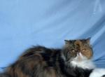 Sandy - Persian Cat For Sale/Retired Breeding - Vancouver&comma; WA&comma; US
