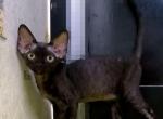 Dudu - Devon Rex Cat For Sale - Brooklyn&comma; NY&comma; US