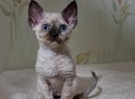Margo - Devon Rex Cat For Sale - Brooklyn&comma; NY&comma; US