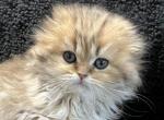 Blue Golden Scottish Fold Spotted Long Haired Girl - Scottish Fold Cat For Sale - Odessa&comma; FL&comma; US