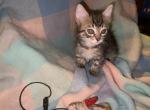Shelby - Bengal Cat For Sale - FL&comma; US