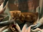 Parker - Munchkin Cat For Sale - FL&comma; US