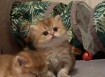 Little Simba - British Shorthair Cat For Sale - New York&comma; NY&comma; US