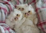 Giorgio Chiqui Bella - Persian Cat For Sale - Houston&comma; TX&comma; US