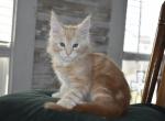 Genesis 2 ML - Maine Coon Cat For Adoption - Manchester&comma; NH&comma; US