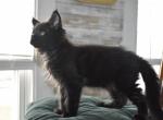 Genesis 4 ML - Maine Coon Cat For Adoption - Manchester&comma; NH&comma; US