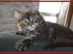 Rev 5 - Maine Coon Cat For Adoption - Manchester&comma; NH&comma; US