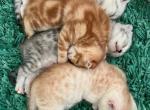 Scottish Fold and Scottish Straight Kittens - Scottish Fold Cat For Sale - Los Angeles&comma; CA&comma; US