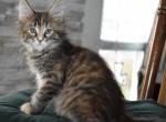 Genesis 7 - Maine Coon Cat For Adoption - Manchester&comma; NH&comma; US