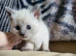 Siamese Ragdoll Kitten - Ragdoll Cat For Sale - Eau Claire&comma; WI&comma; US