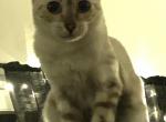 Inkuban Crazy Dream - Bengal Cat For Sale/Retired Breeding - PA&comma; US