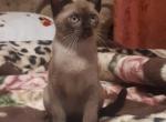 Sweetheart - Burmese Cat For Sale - Brooklyn&comma; NY&comma; US