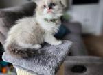 Taquito - Ragdoll Cat For Sale - Attica&comma; MI&comma; US