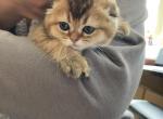 Rosie - Scottish Fold Cat For Sale - Houston&comma; TX&comma; US