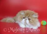 Venya - Persian Cat For Sale - Yucca Valley&comma; CA&comma; US