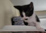 Oreo - Domestic Cat For Sale - Bronx&comma; NY&comma; US