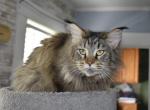 Starfire - Maine Coon Cat For Adoption - Manchester&comma; NH&comma; US