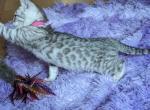 Gorgeous silver Bengal girl - Bengal Cat For Sale - Norwalk&comma; OH&comma; US